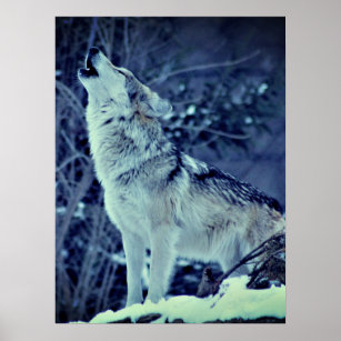 Howling Wolf Winter Forest Poster