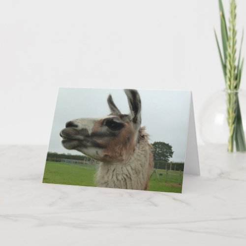 Hows Your Side Camel Greeting  Note Card