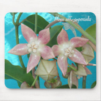 Hoya aff. imperialis MousePad