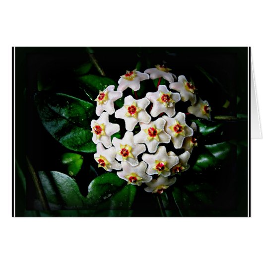 Hoya card (waxplant) (Front Horizontal)