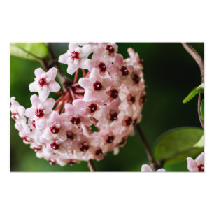 Hoya carnosa photo print