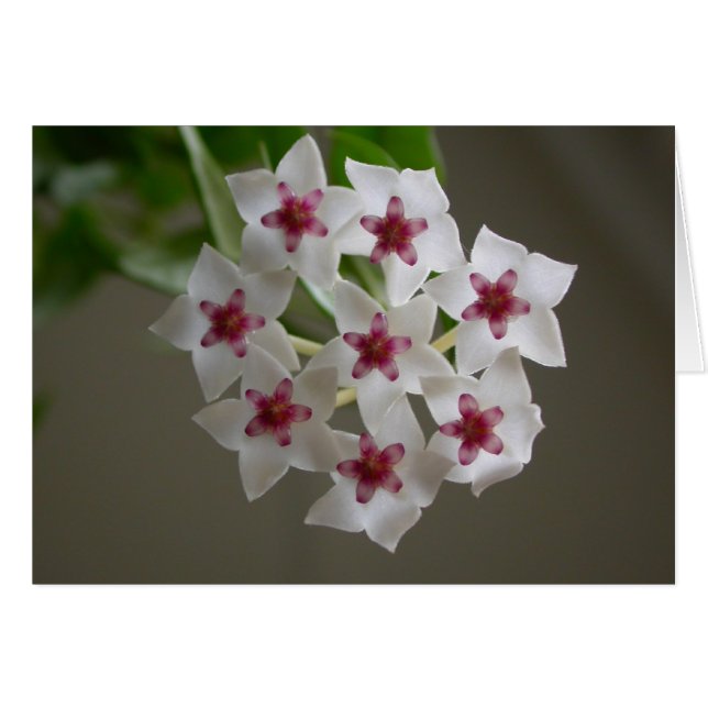 Hoya lanceolata ssp. bella cards (Front Horizontal)