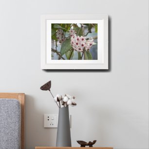 Hoya Plant Flowers Floral Framed Art