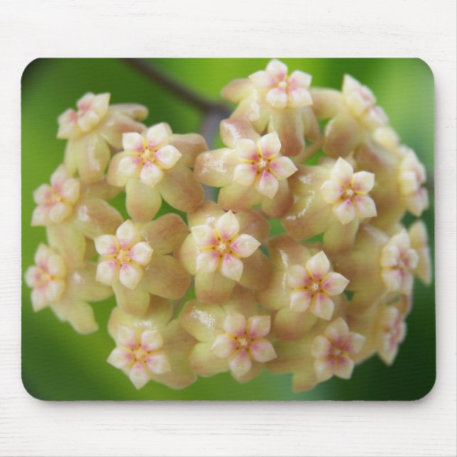 Hoya samoensis Mousepad (Front)