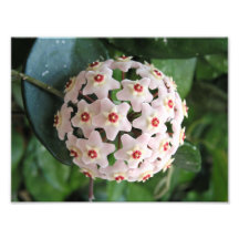 Hoya Wax Plant Globe Red and White Stars Nature