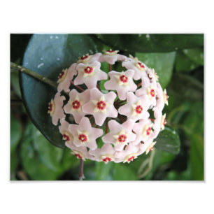 Hoya Wax Plant Globe Red and White Stars Nature Photo Print