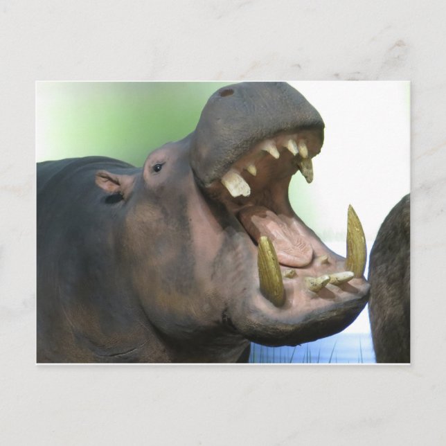 Hppo Postcard (Front)