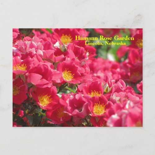 HRG Carefree Spirit Rose Postcard 315n  0315