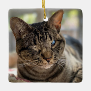 Hubble the Blind Cat Ornament
