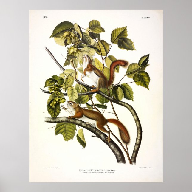 Hudson's Bay (Chickaree Red) Squirrel by Audubon Poster (Front)