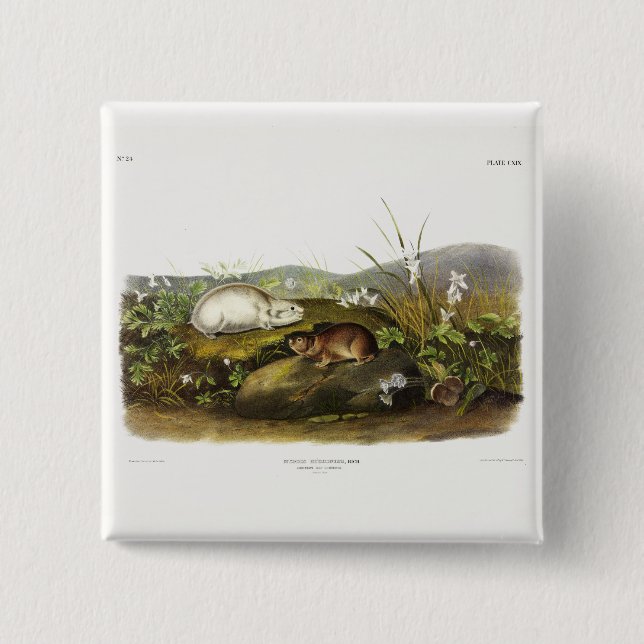 Hudson's Bay (Ungava Collared) Lemming by Audubon Button (Front)