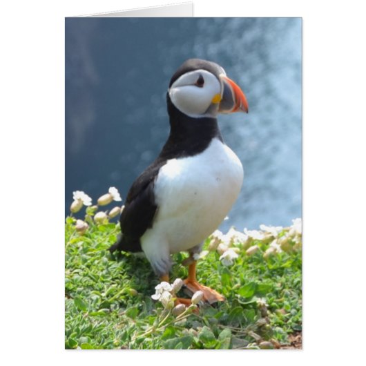 Huffin' Puffin Cards (Front)