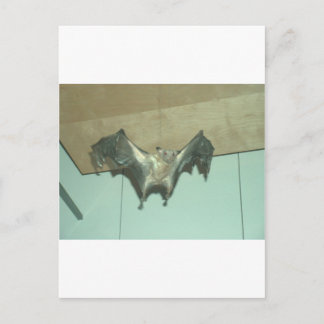 Huge Bat "flying fox" Postcard