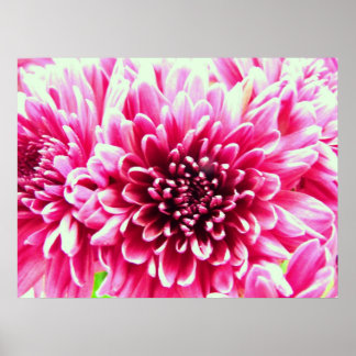 huge chrysanthemum pink flower canvas poster