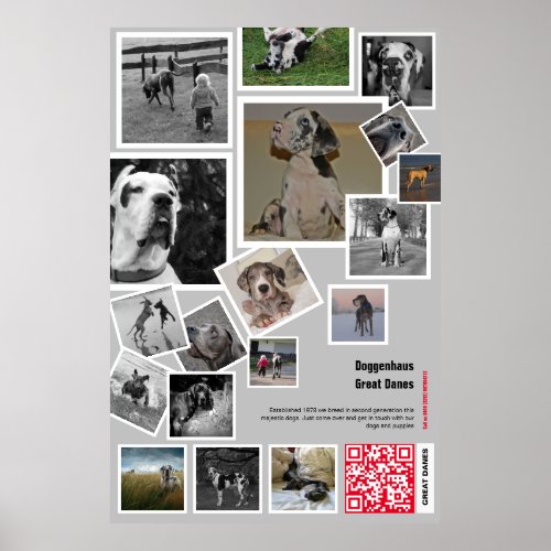 Huge Great Dane Puppy to sell Poster