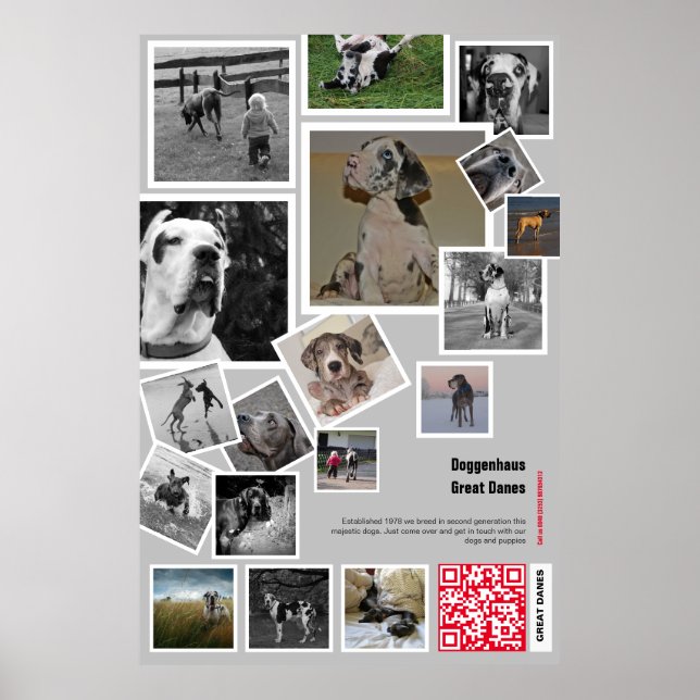 Huge Great Dane Puppy to sell Poster (Front)