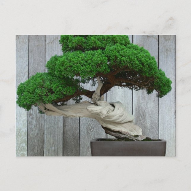 Huge Juniper Bonsai Postcard (Front)