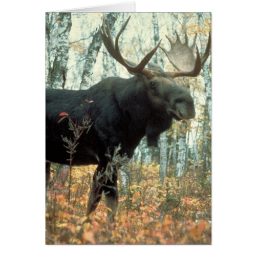 Huge Moose