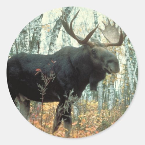 Huge Moose Classic Round Sticker