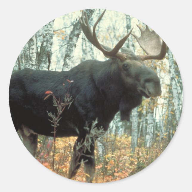 Huge Moose Classic Round Sticker (Front)