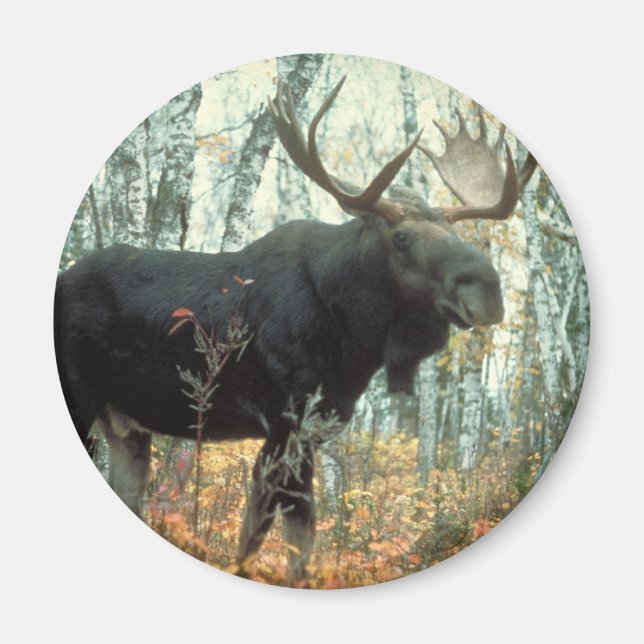 Huge Moose Magnet (Front)