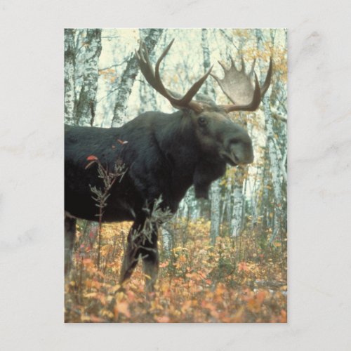 Huge Moose Postcard