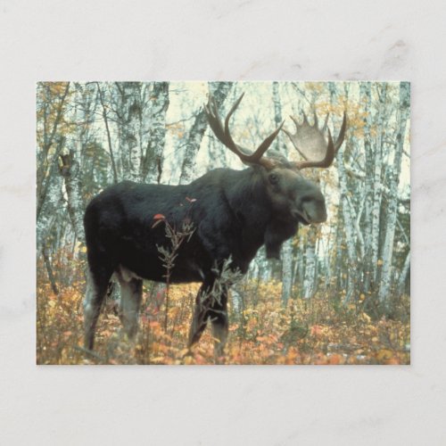 Huge Moose Postcard