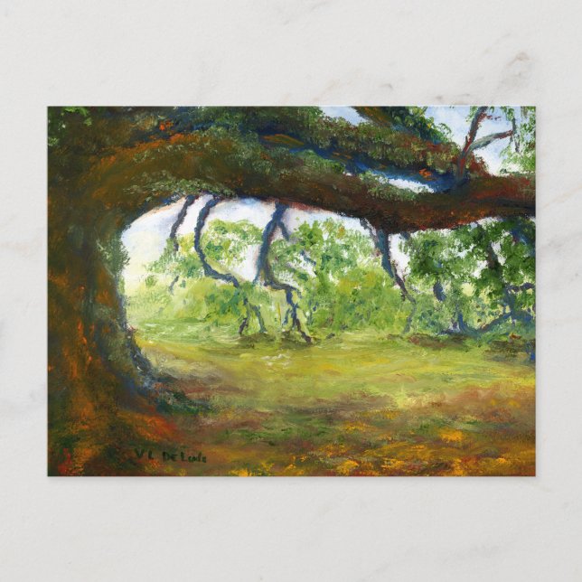 Huge Old Louisiana Oak Tree Postcard (Front)