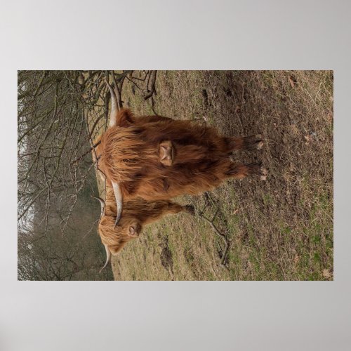 Huge  Scottish Highland cow Poster