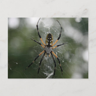 Huge Spider / Yellow & Black Argiope Postcard