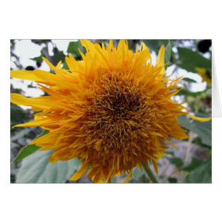 Huggable Sunflower Cards