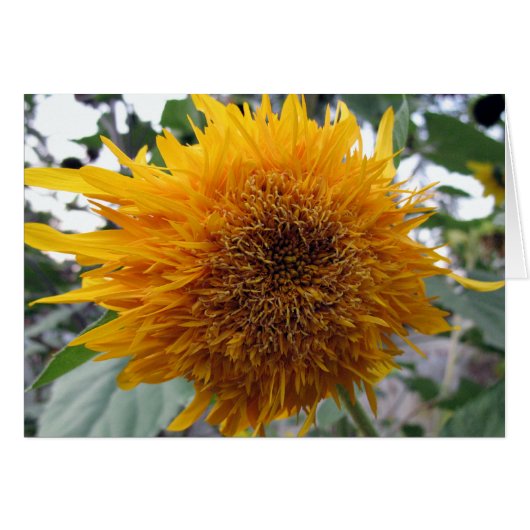Huggable Sunflower Cards (Front Horizontal)