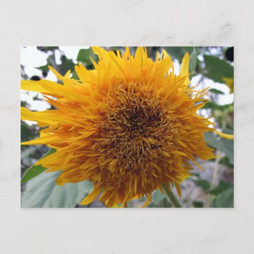 Huggable Sunflower Postcard