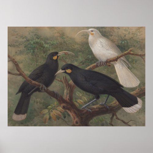Huia New Zealand Bird Vintage nature painting Poster