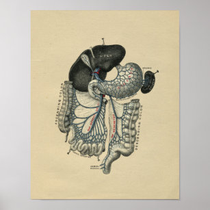 Human Abdominal Anatomy 1902 Vintage Print