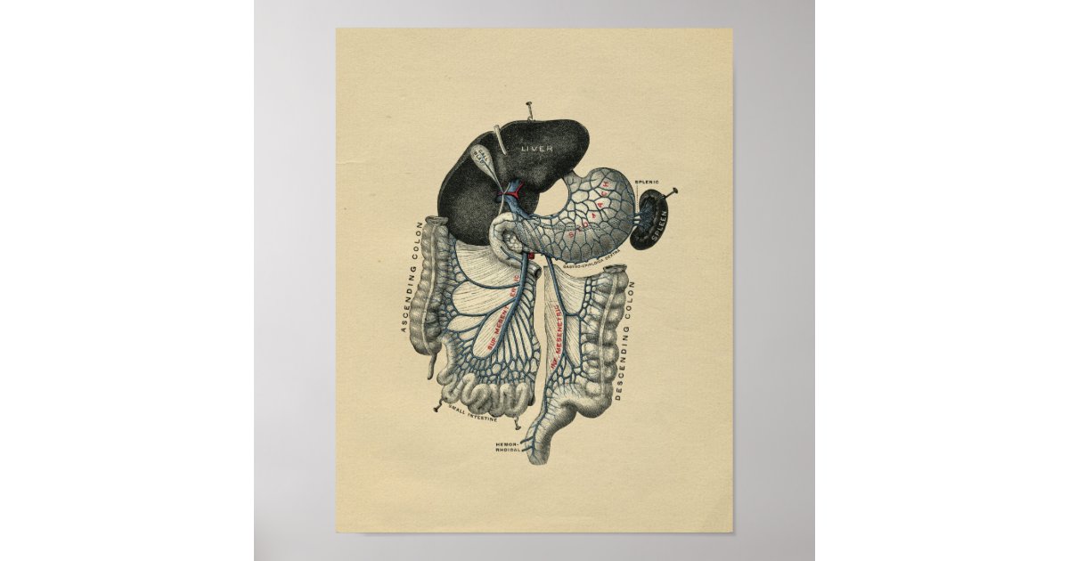 Human Abdominal Anatomy 1902 Vintage Print | Zazzle
