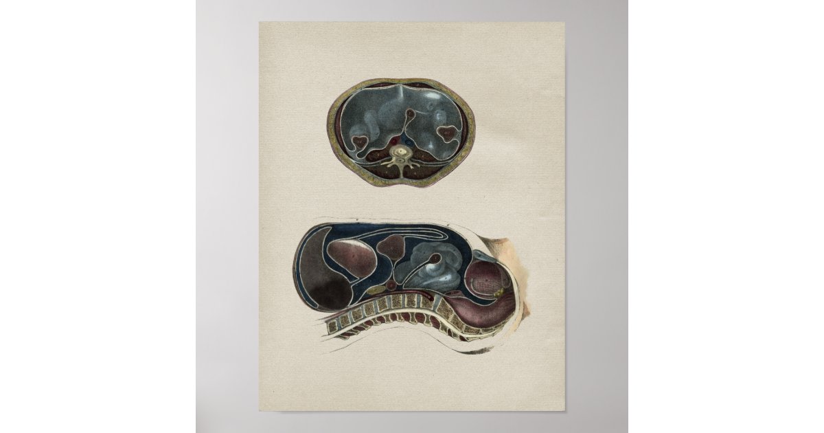 Human Abdominal Anatomy Vintage Print | Zazzle