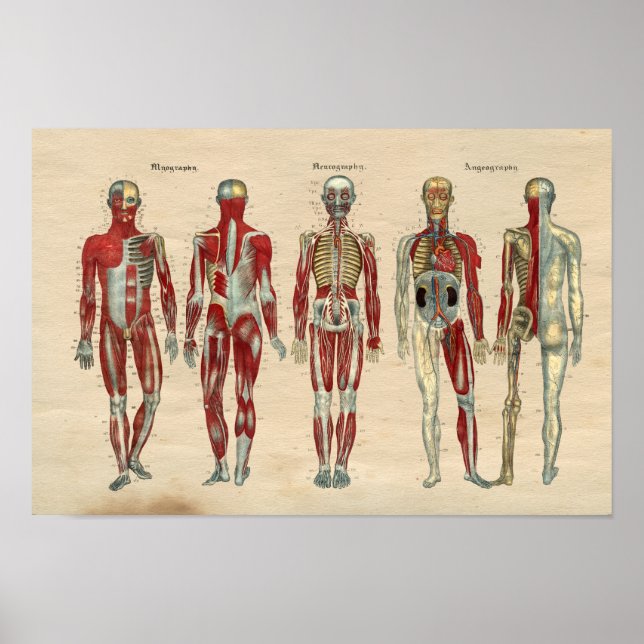 Human Anatomy 1841 Print Muscles Nerves (Front)