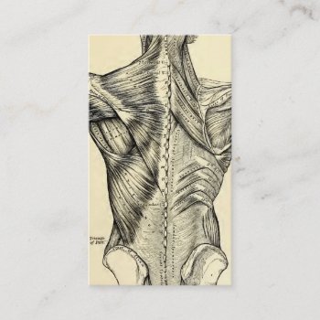 Human Anatomy Art Back Muscles (circa 1890) Business Card by vintage_anatomy at Zazzle