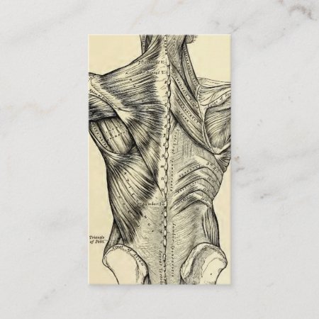 Human Anatomy Art Back Muscles (circa 1890) Business Card