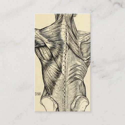 Human Anatomy Art Back Muscles circa 1890 Business Card