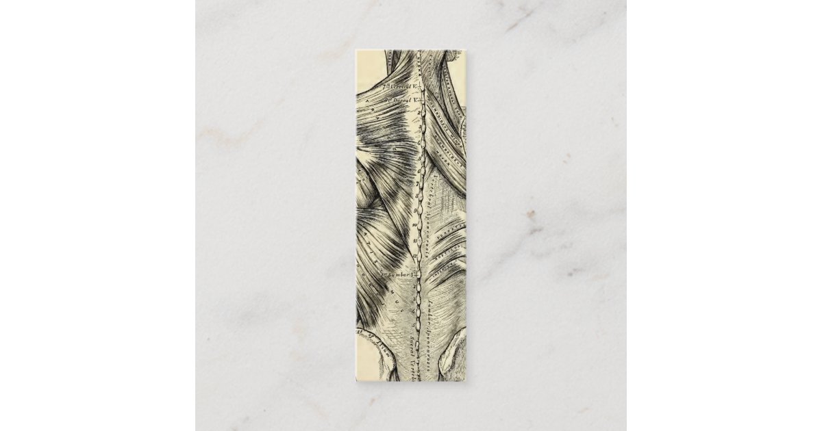 Human Anatomy Art Back Muscles (circa 1890) Mini Business Card | Zazzle