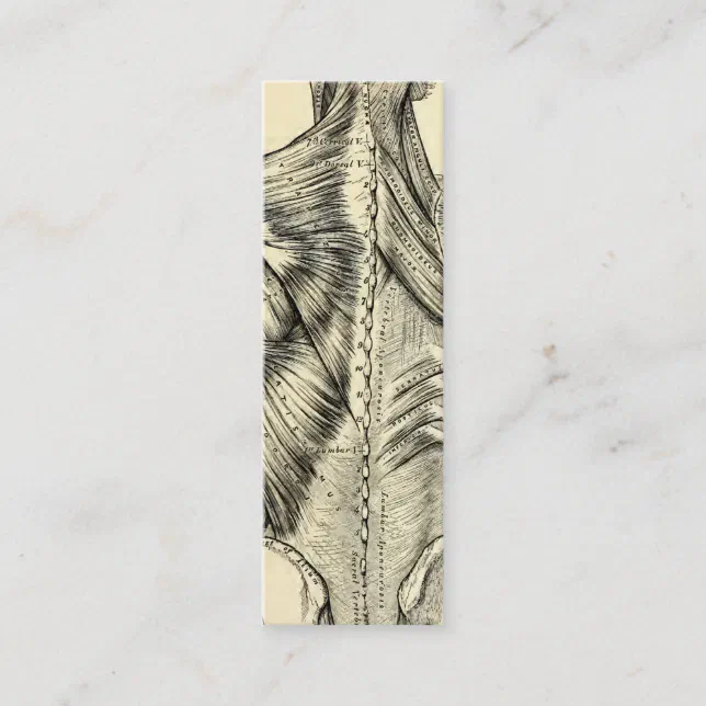 Human Anatomy Art Back Muscles (circa 1890) Mini Business Card | Zazzle