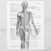Human Anatomy Chart (Front)