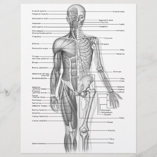 Human Anatomy Chart (Front)