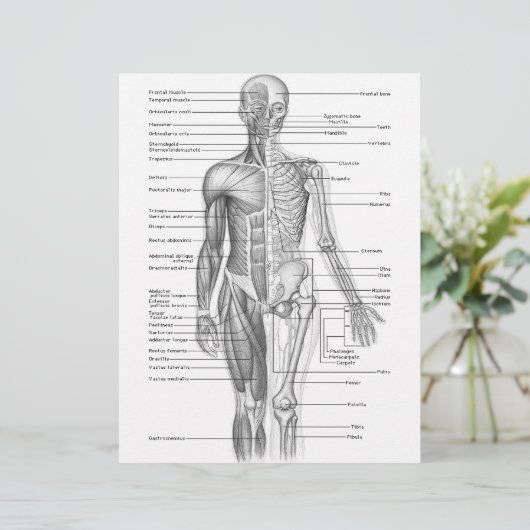Human Anatomy Chart (Standing Front)