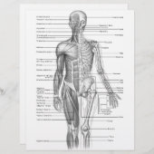 Human Anatomy Chart (Front/Back)