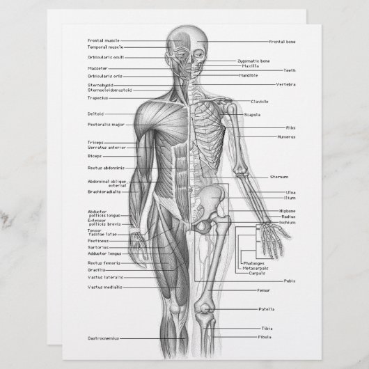 Human Anatomy Chart (Front/Back)
