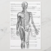 Human Anatomy Chart (Front)