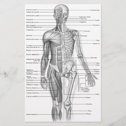 Human Anatomy Chart (Front)